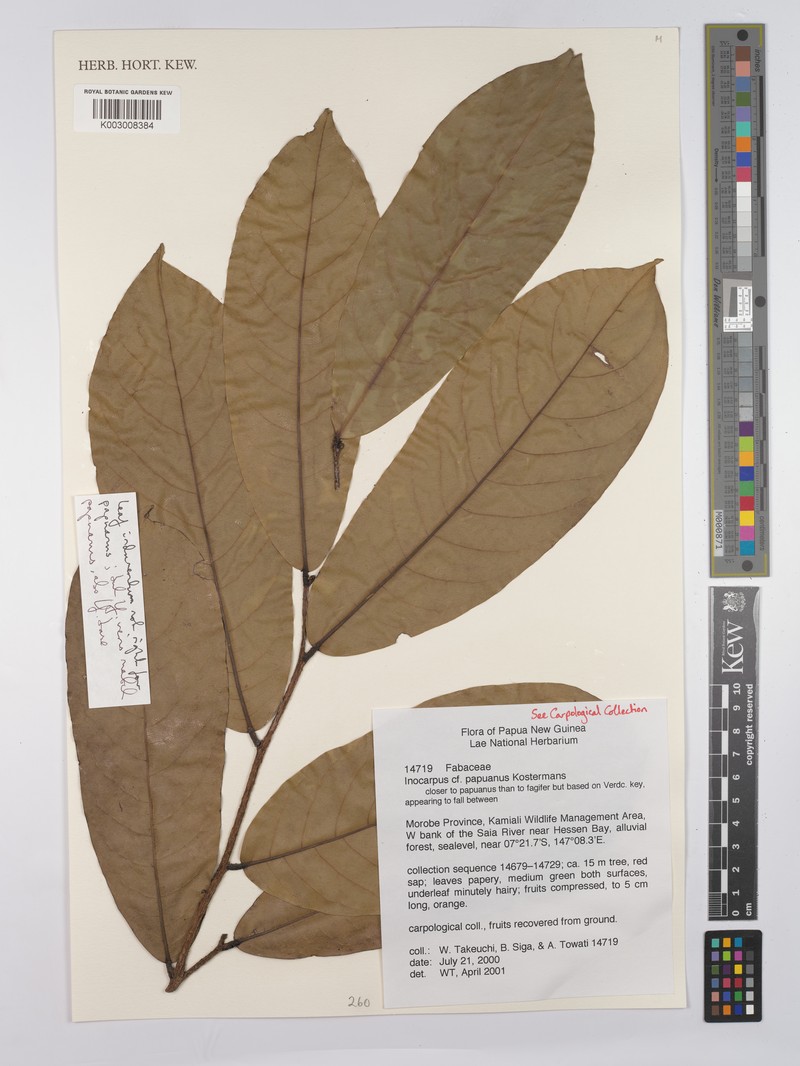 Inocarpus papuanus