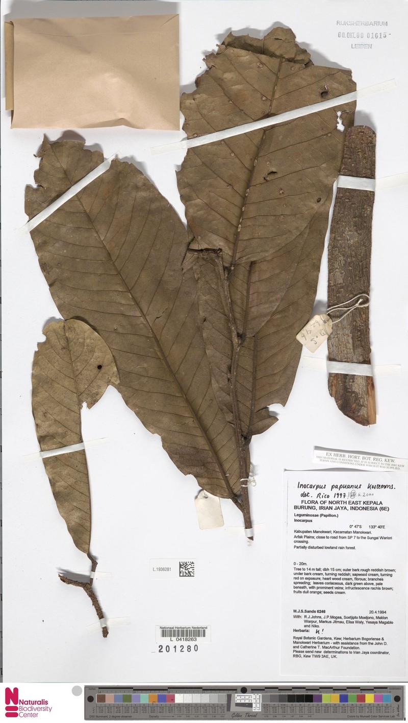 Inocarpus papuanus photo 2