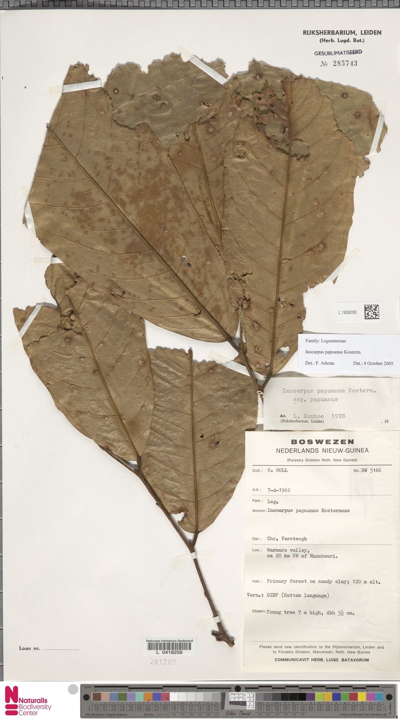 Inocarpus papuanus photo 4