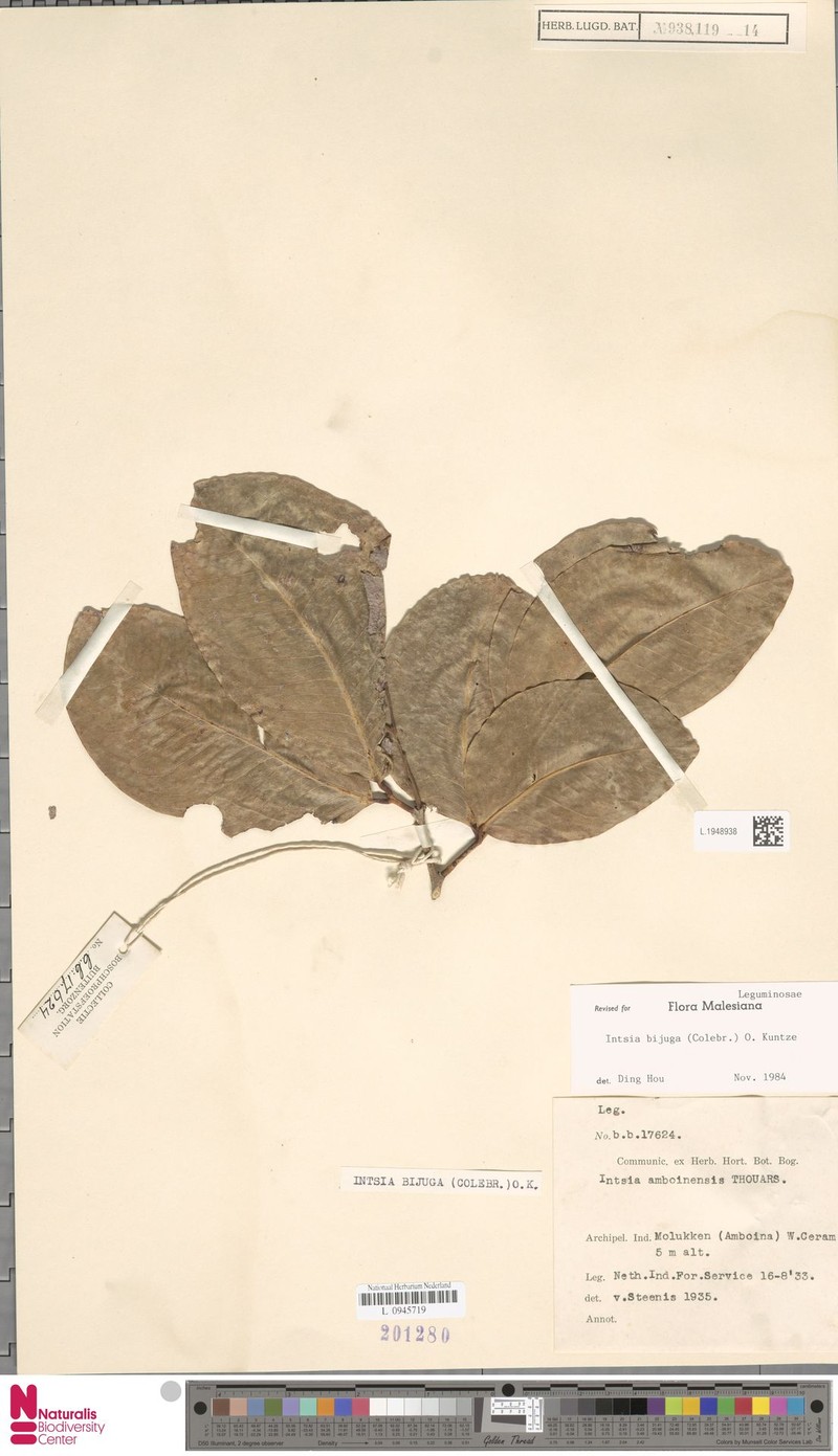 Intsia bijuga var. bijuga