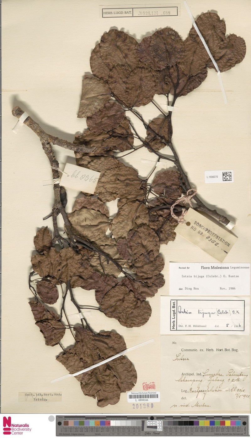 Intsia bijuga var. bijuga photo 2