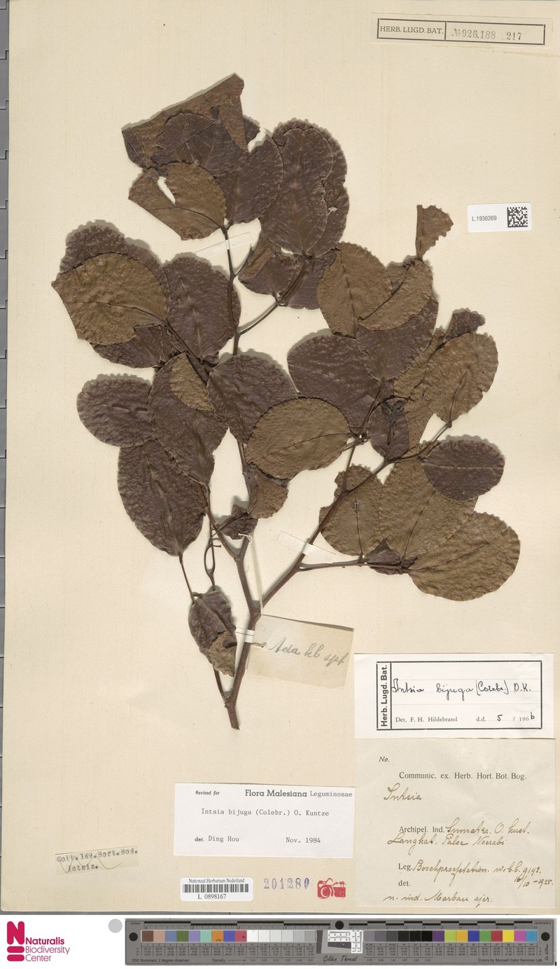 Intsia bijuga var. bijuga photo 3