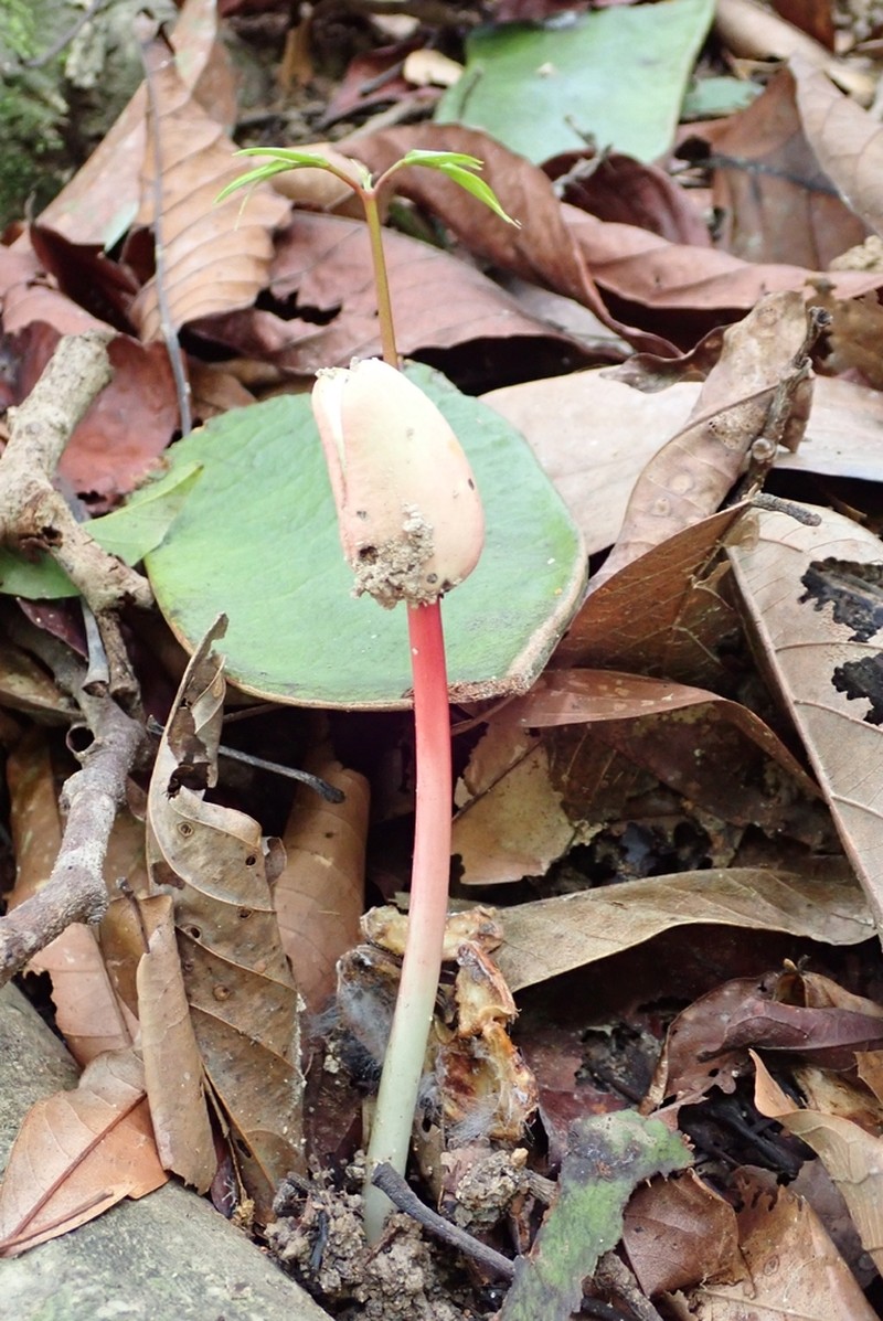 Intsia palembanica