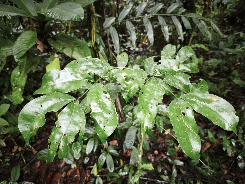 Intsia palembanica photo 3