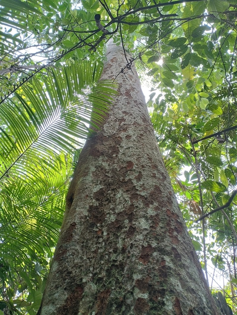 Intsia palembanica photo 4