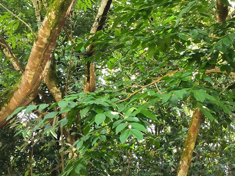 Intsia palembanica photo 5