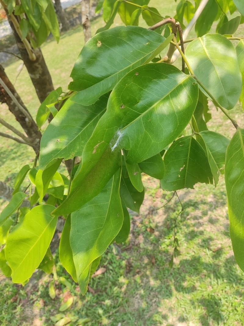 Intsia palembanica photo 6