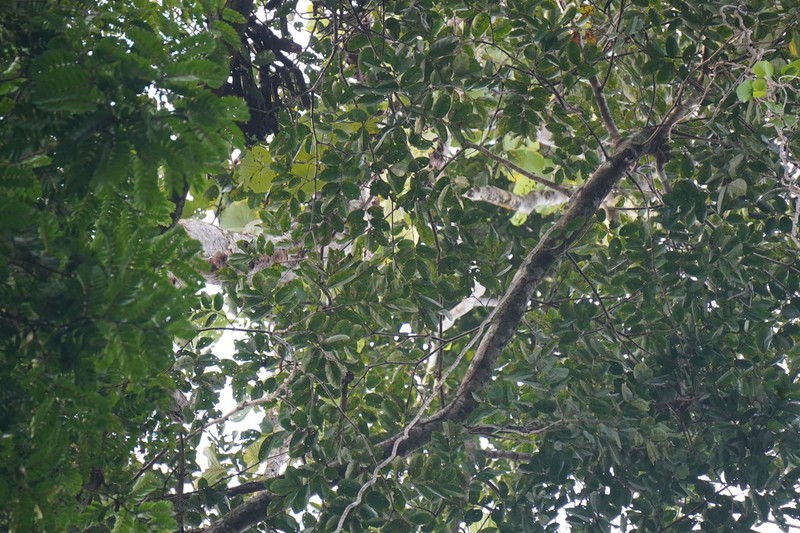 Intsia palembanica photo 7