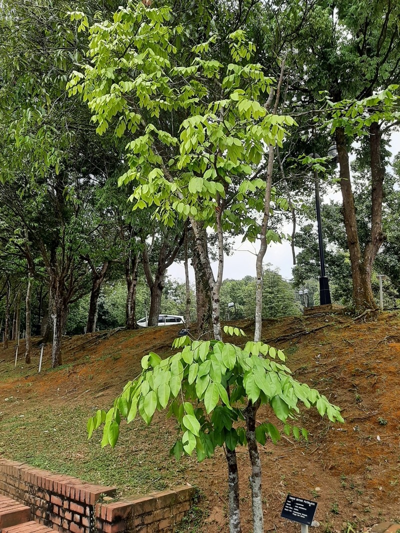 Intsia palembanica photo 8