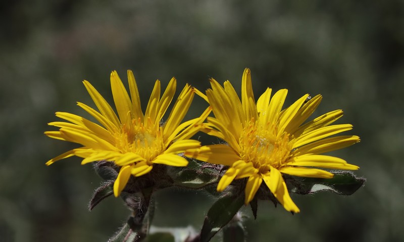 Inula acaulis photo 2