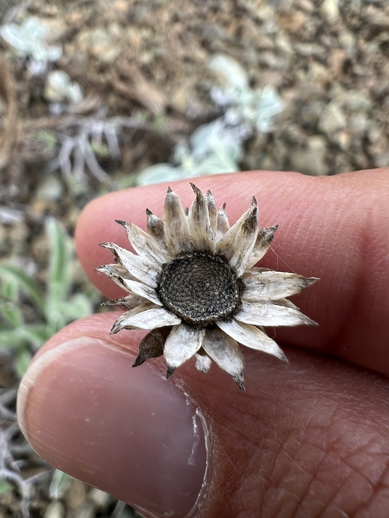 Inula acaulis photo 3