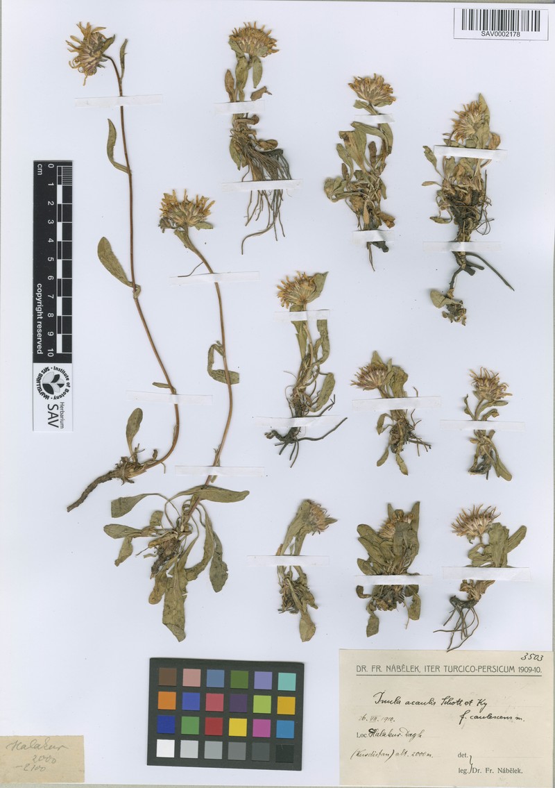 Inula acaulis photo 5