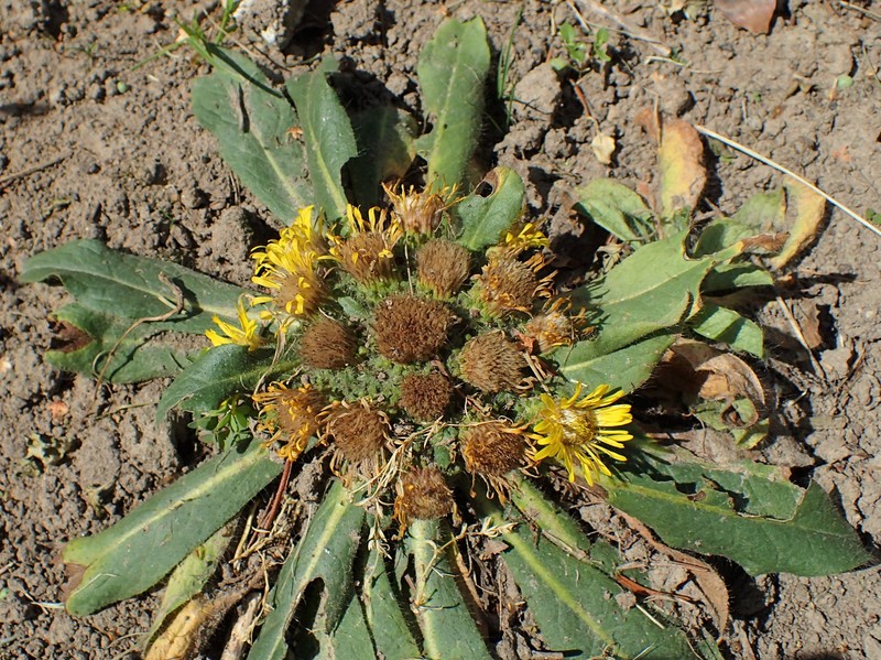 Inula acaulis
