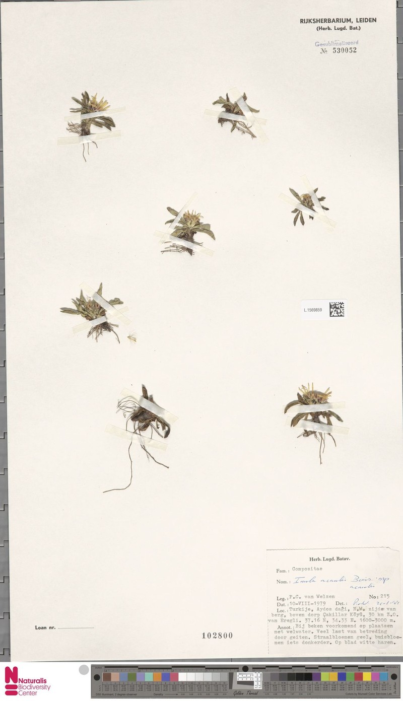 Inula acaulis subsp. acaulis