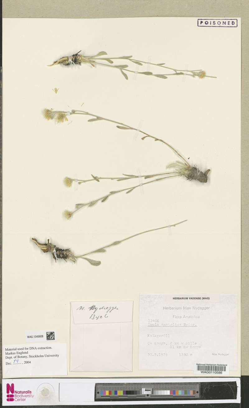 Inula anatolica