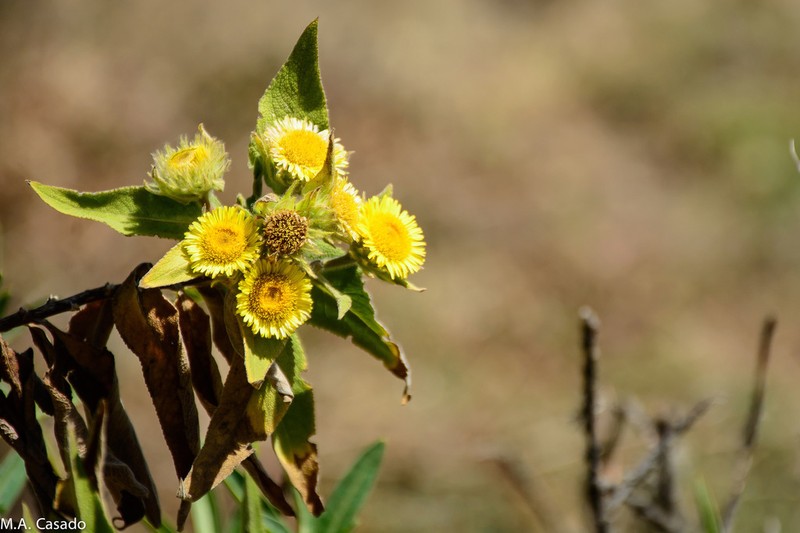 Inula arbuscula