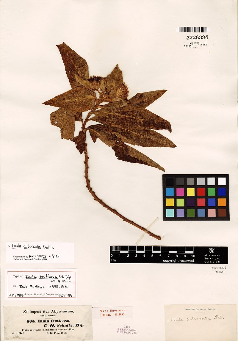 Inula arbuscula photo 2