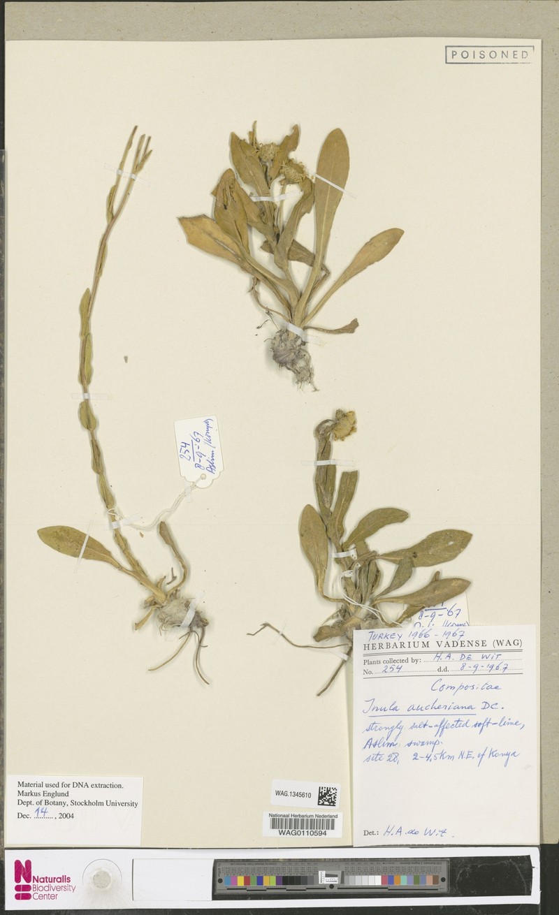 Inula aucheriana photo 3