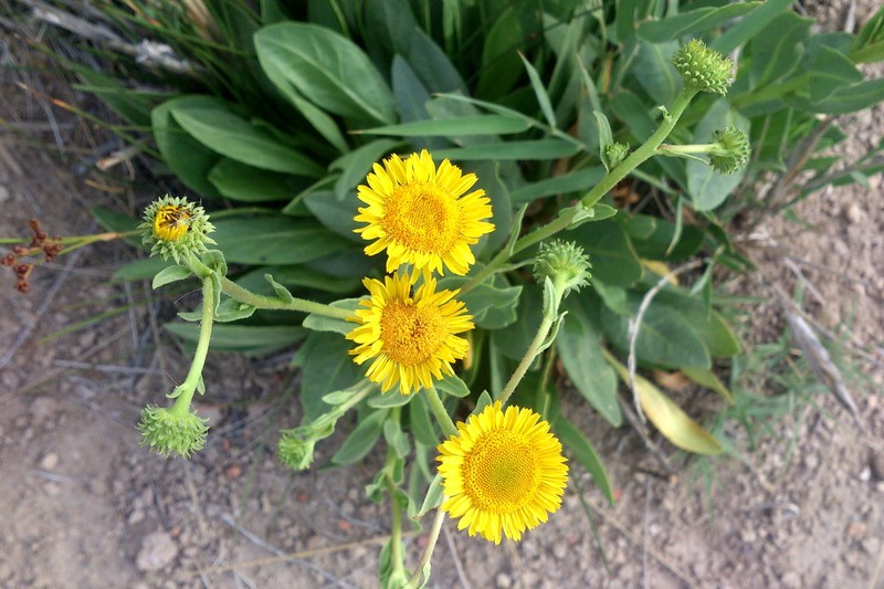Inula aucheriana