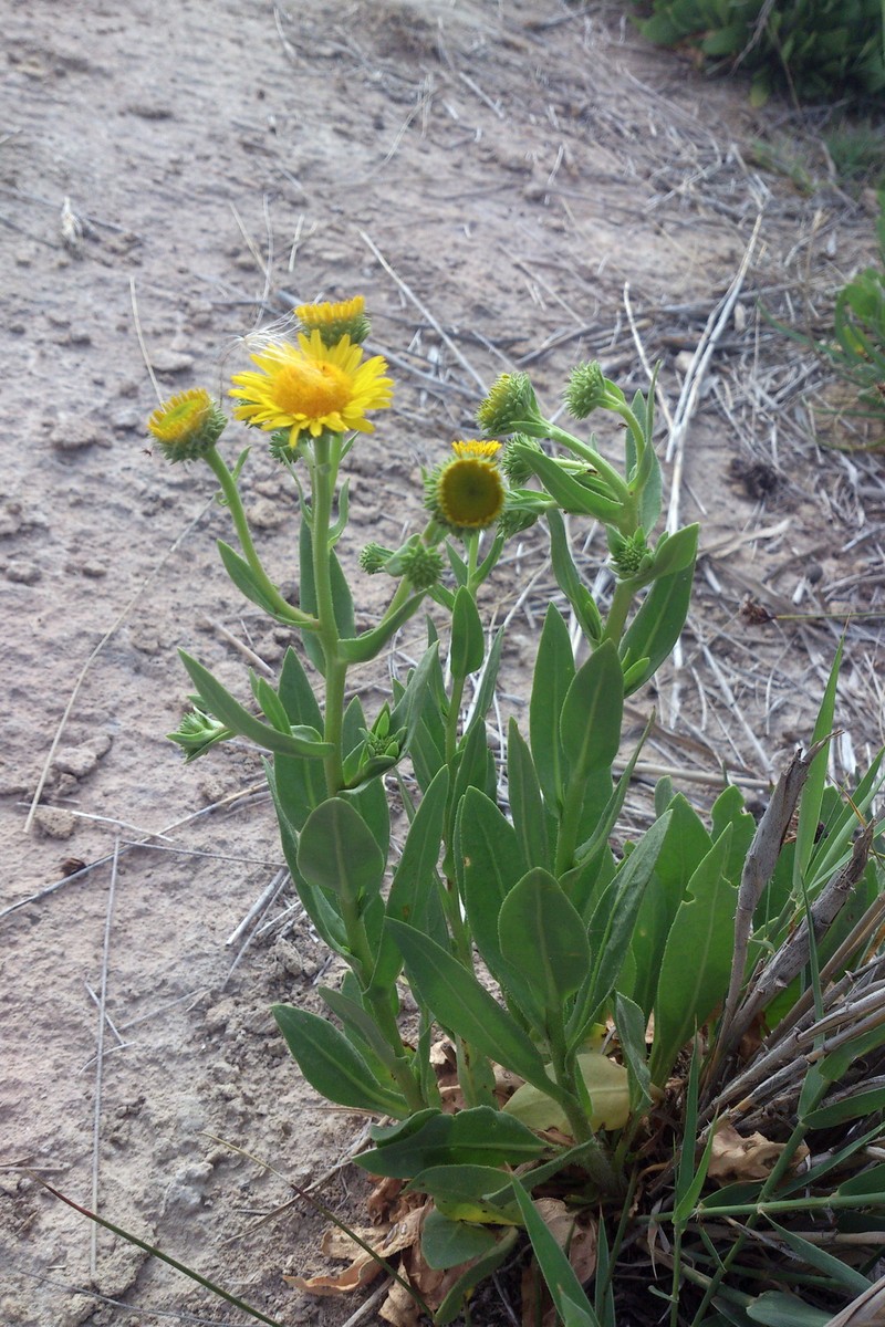 Inula aucheriana photo 4