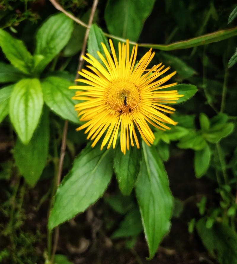 Inula barbata