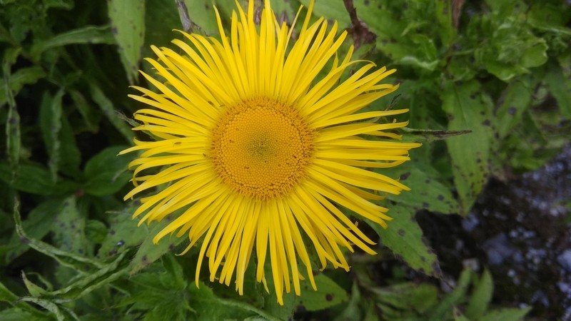 Inula barbata photo 2