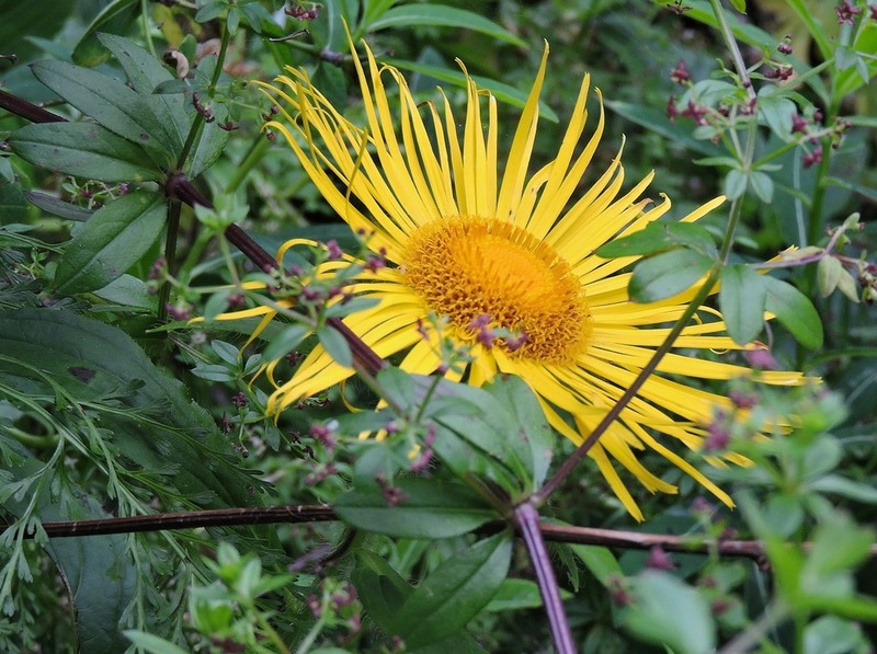 Inula barbata photo 3