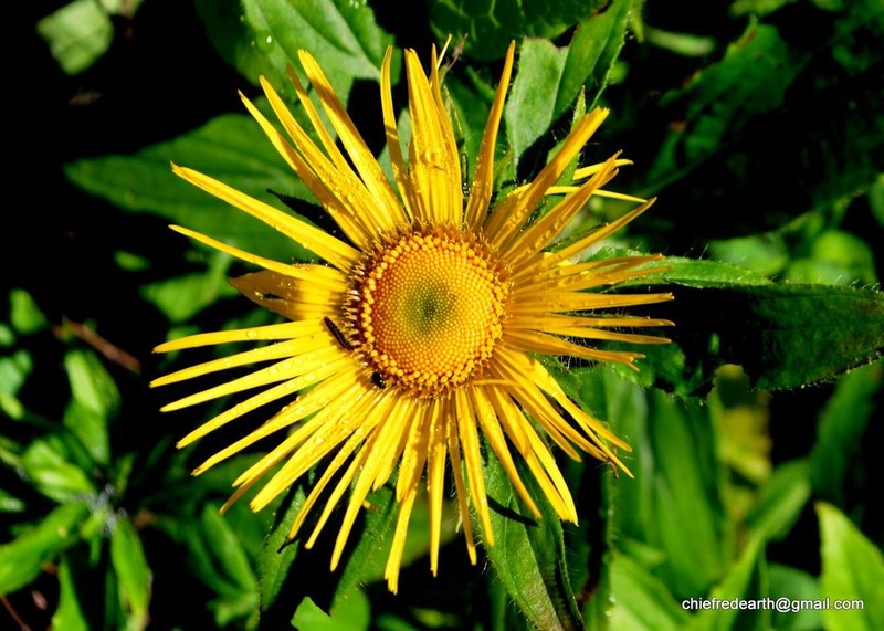 Inula barbata photo 4