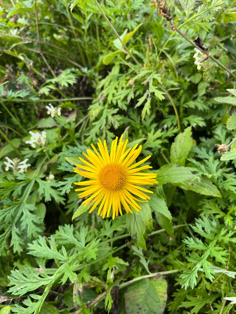 Inula barbata photo 5