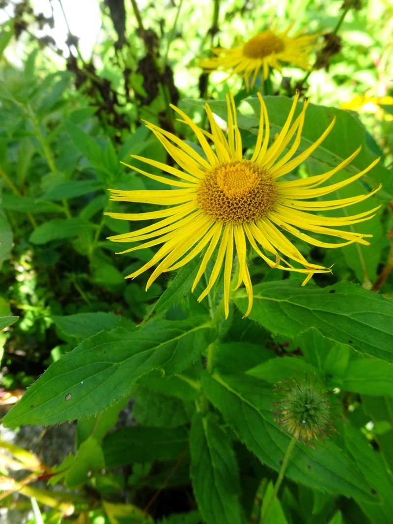 Inula barbata photo 6