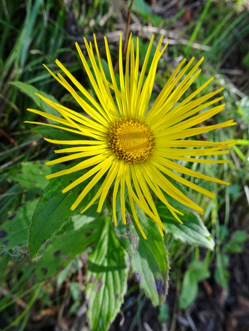 Inula barbata photo 7