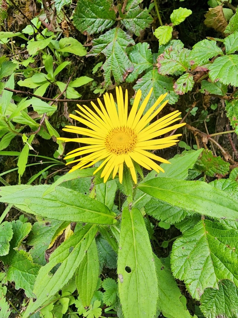Inula barbata photo 8