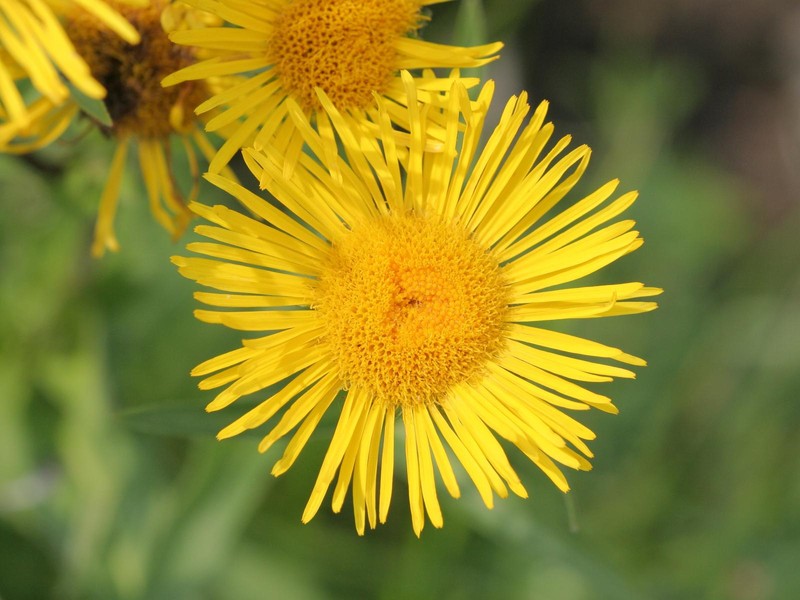 British Yellowhead photo 2
