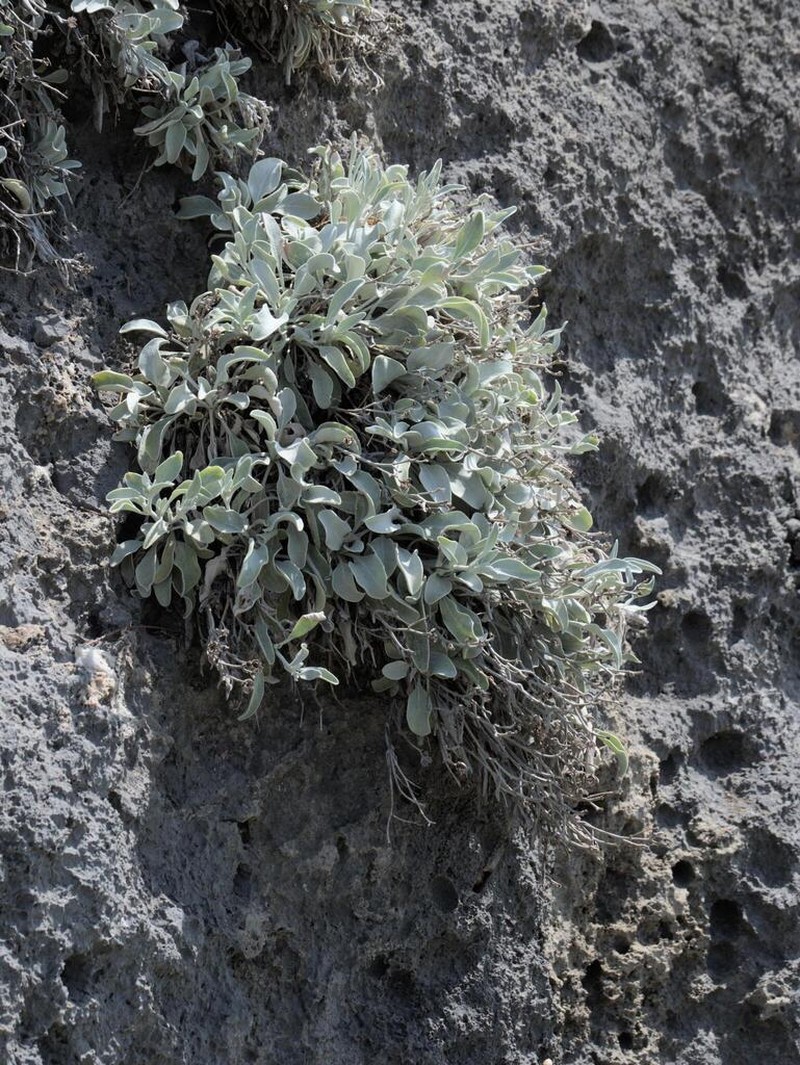 Inula candida