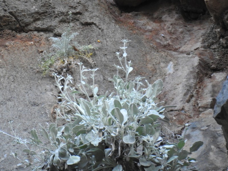 Inula candida photo 5