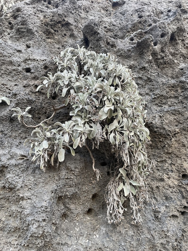Inula candida photo 6