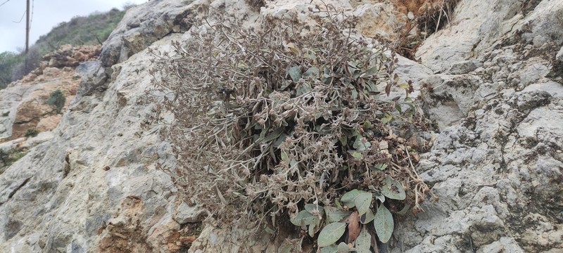 Inula candida photo 7