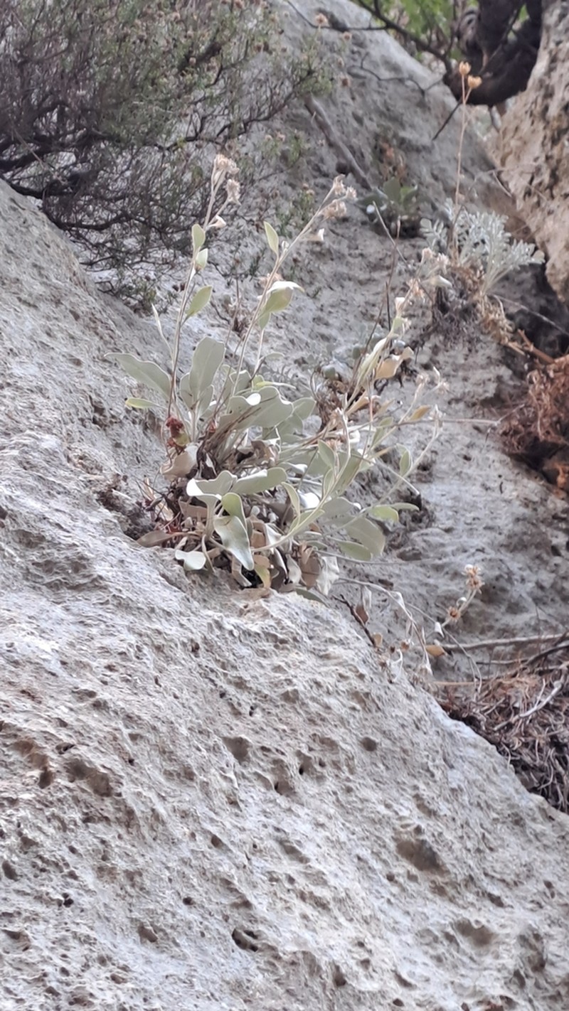 Inula candida photo 8