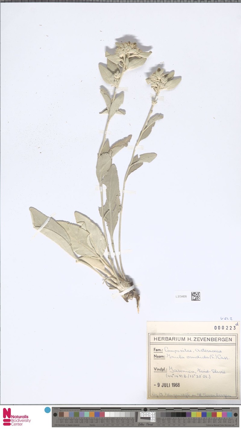 Inula candida subsp. candida