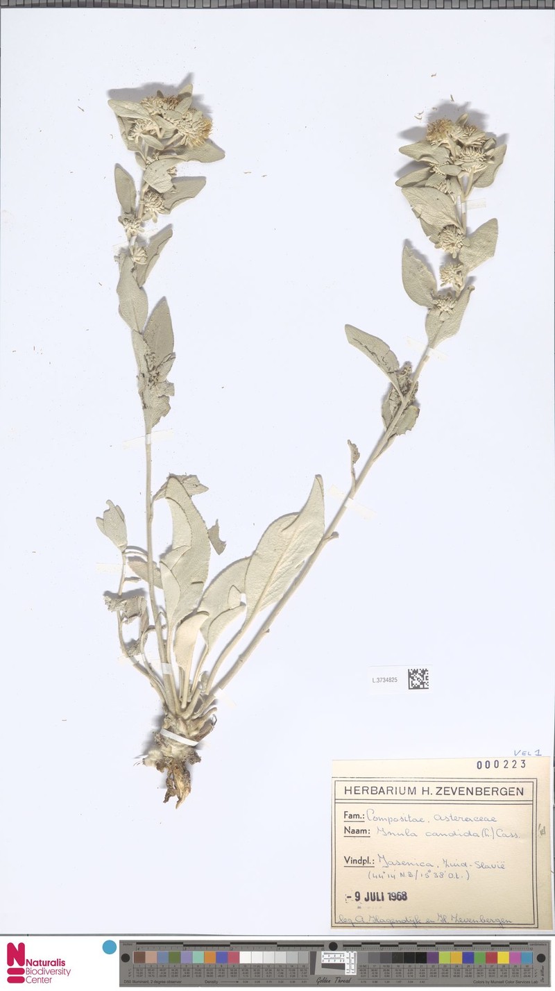 Inula candida subsp. candida photo 2
