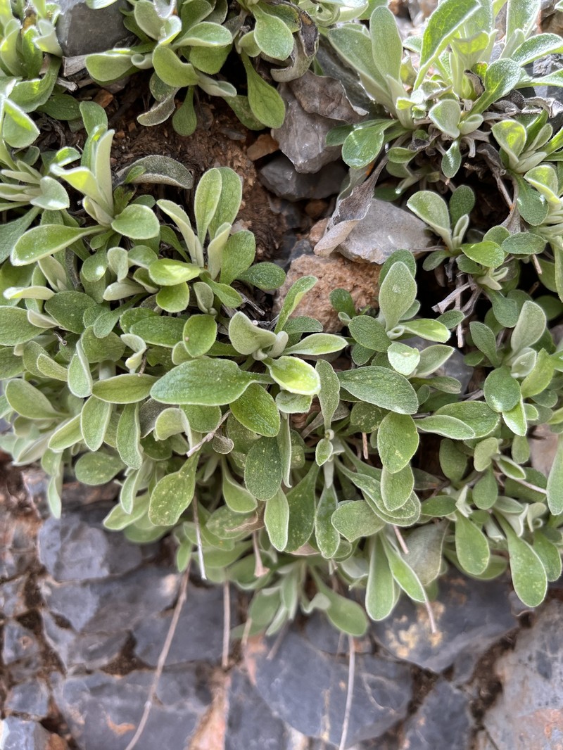 Inula candida subsp. decalvans
