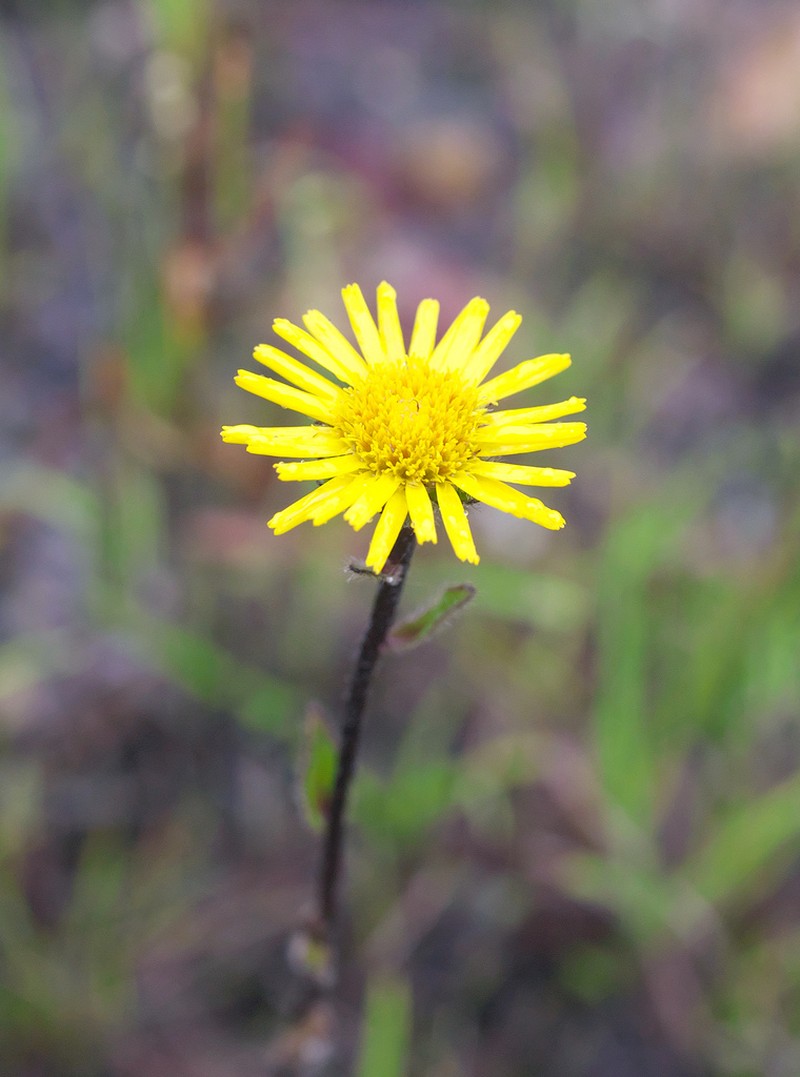 Inula ciliaris