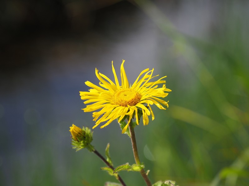 Inula ciliaris photo 2