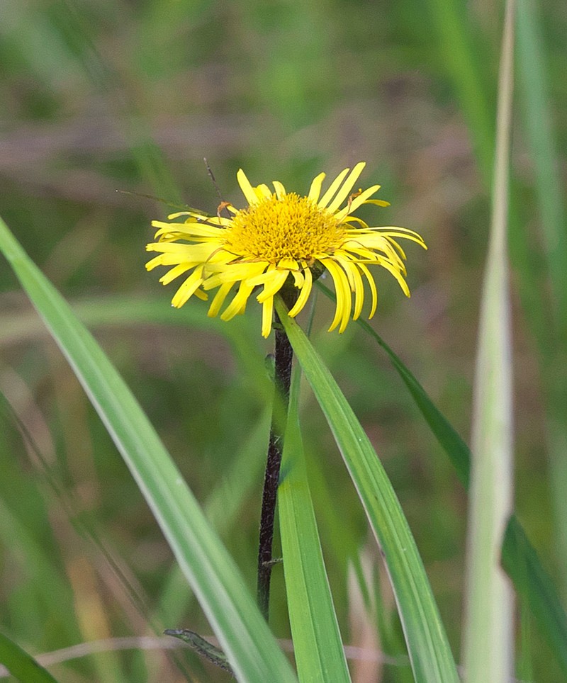 Inula ciliaris photo 3