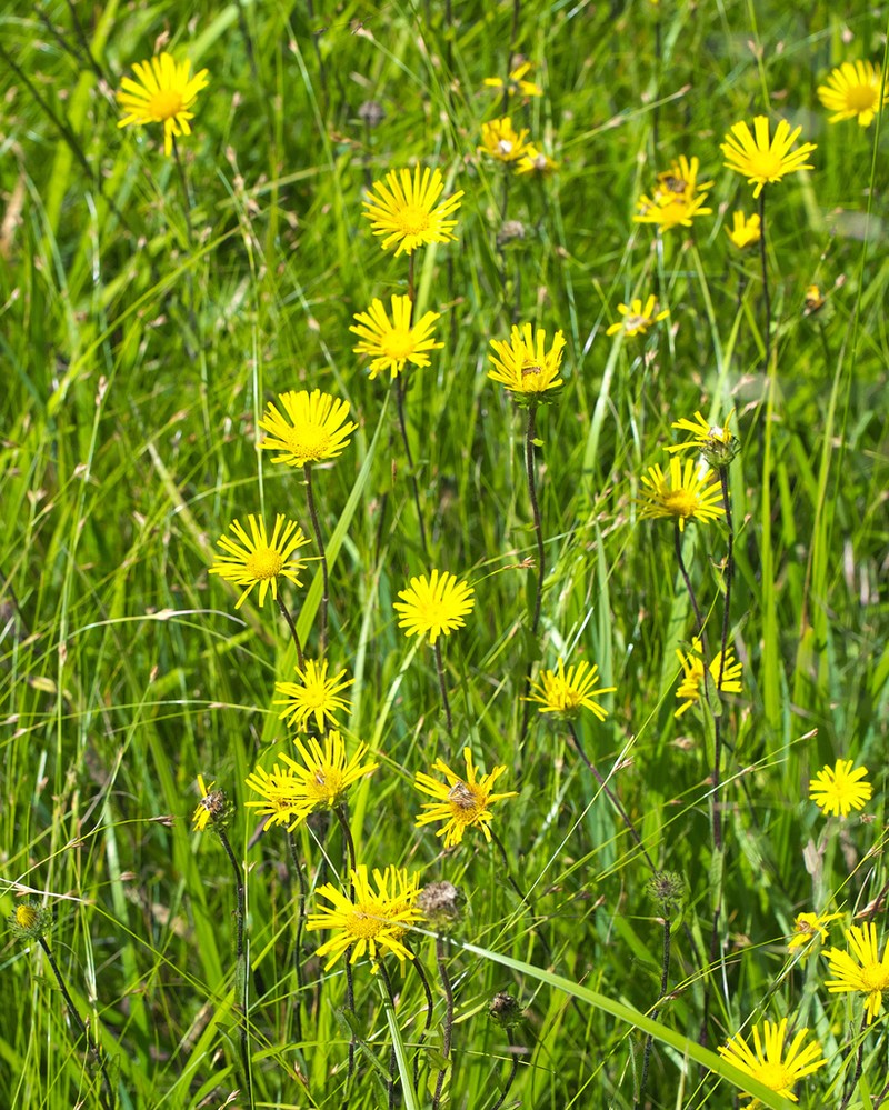 Inula ciliaris photo 4
