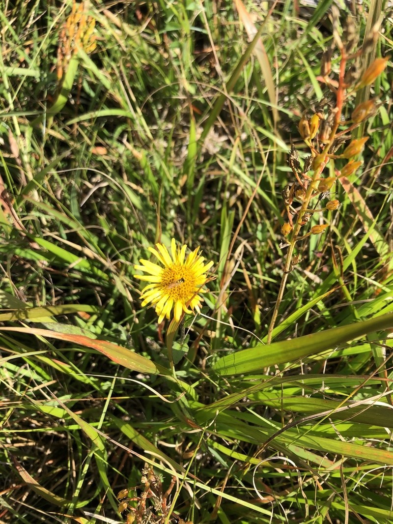 Inula ciliaris photo 5