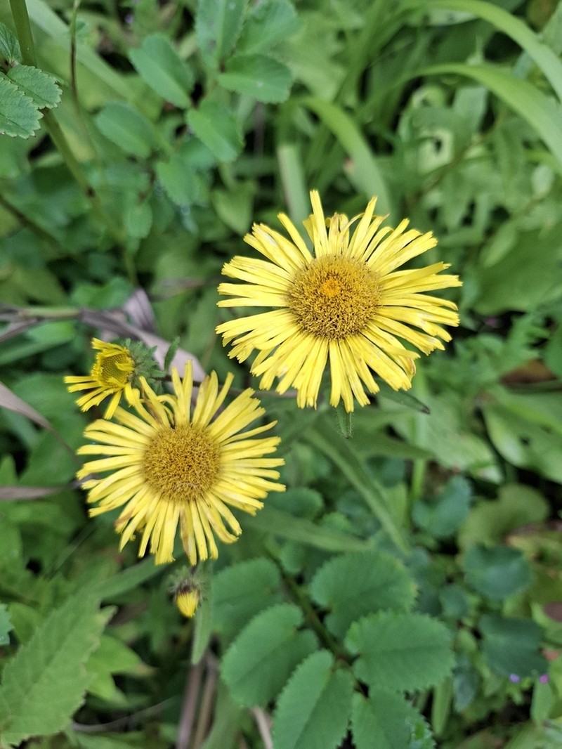 Inula ciliaris photo 6