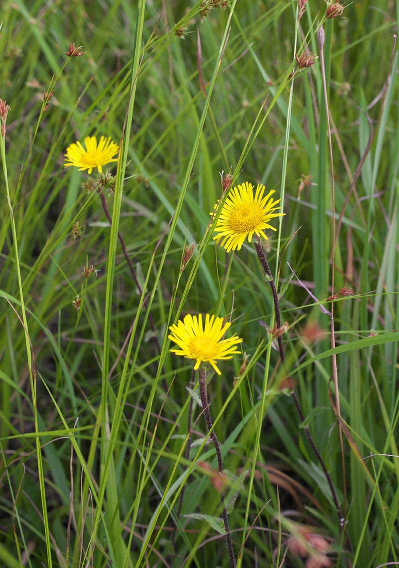 Inula ciliaris photo 7