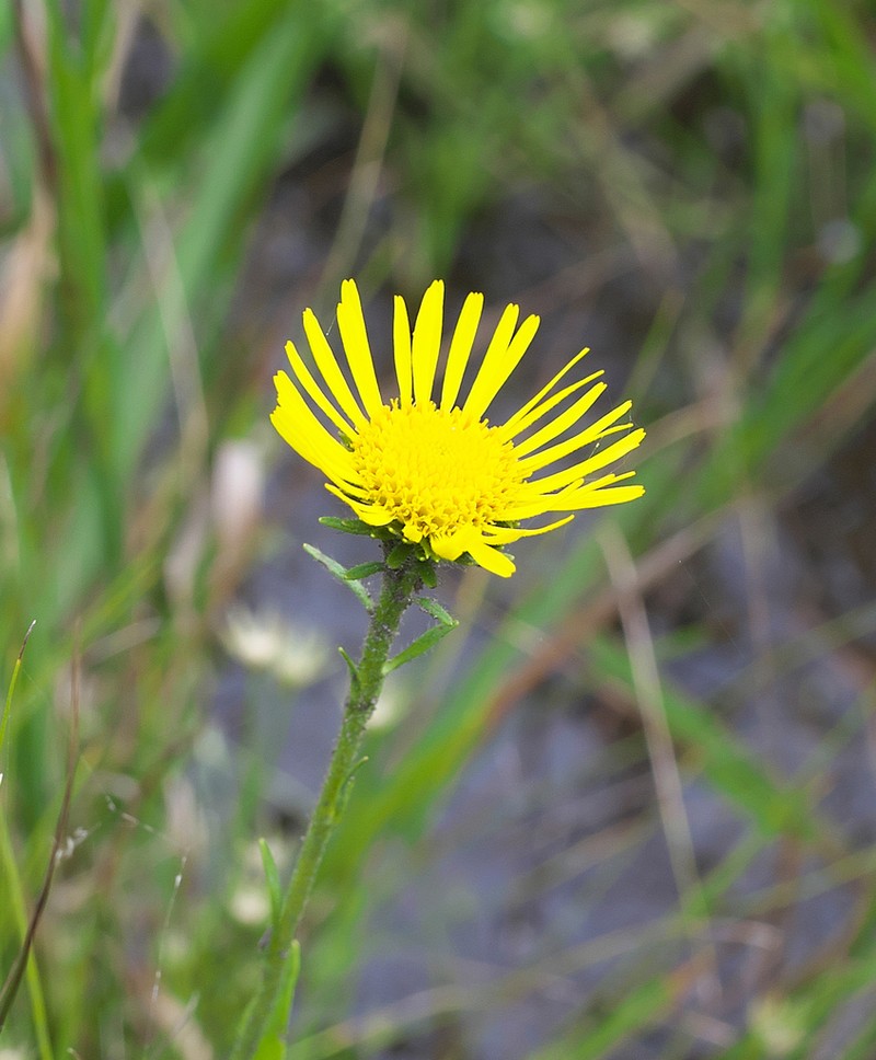 Inula ciliaris photo 8