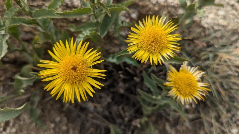 Inula clarkei